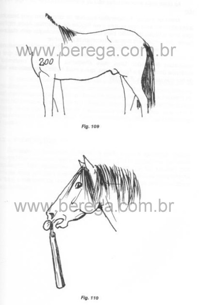 O Cavalo Crioulo - seis décadas de experiência