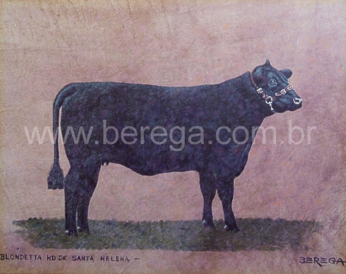 vaca Aberdeen Angus "BLONDETTA HD DE Sta HELENA" - 1980