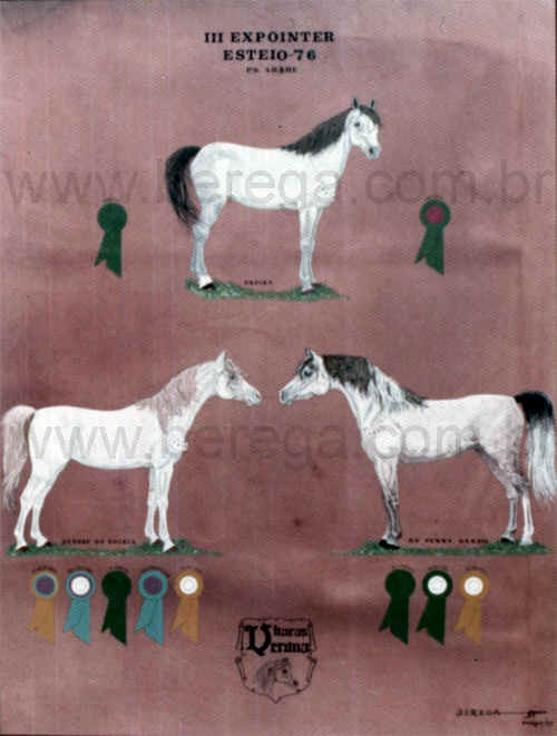 cavalos árabes premiados em Esteio - 1976