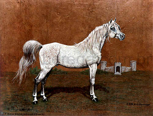 Retrato do cavalo árabe "DASTUR" - 1980