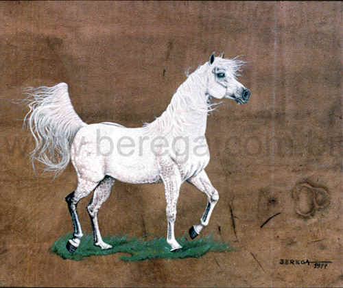 Cavalo árabe tordilho - 1977