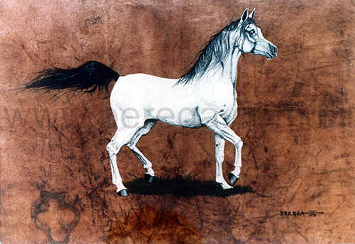 Cavalo Árabe Tordilho ao trote em perfil - 1978