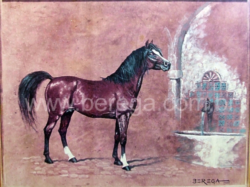 Cavalo árabe no Bebedouro - 1980