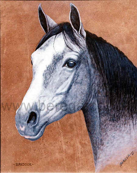 Cavalo árabe BANDOUK - 1983