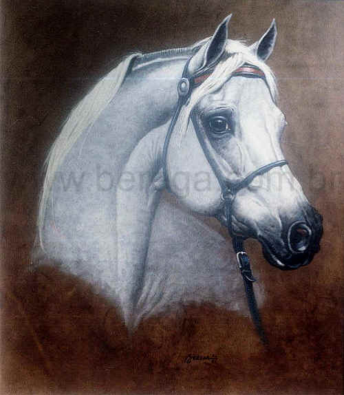 Cavalo árabe tordilho - 1986