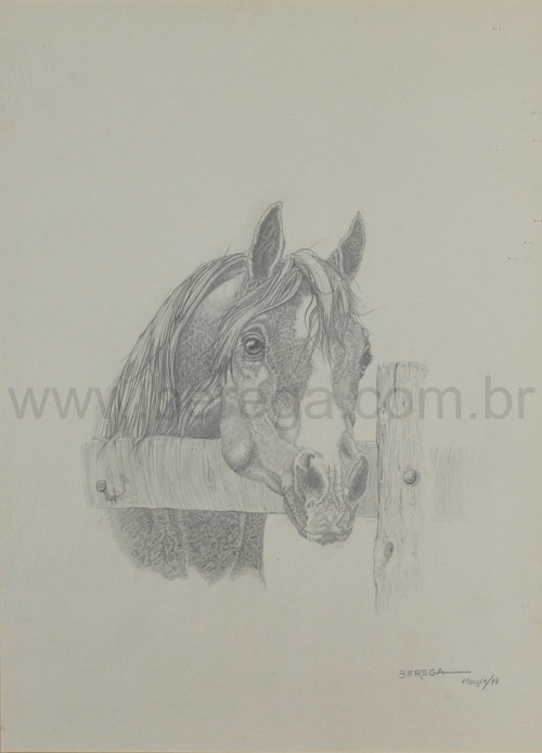 Cavalos árabes - grafite sobre papel - 1977