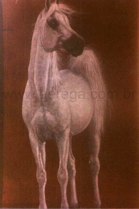 Cavalo árabe "VARAZDAC"