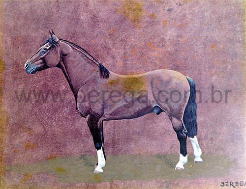 Retrato de cavalo crioulo "BT JUQUIRY" - 1980