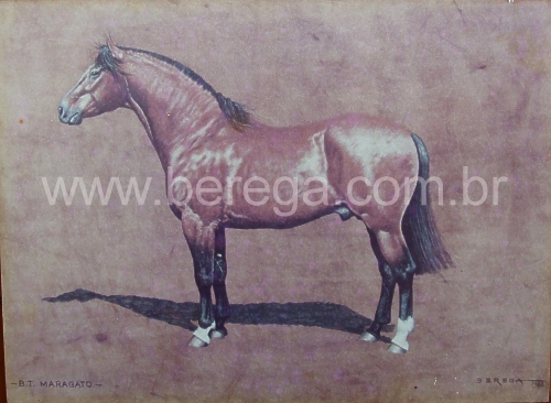 cavalo crioulo BT MARAGATO - 1982