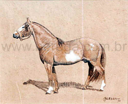 cavalo crioulo 