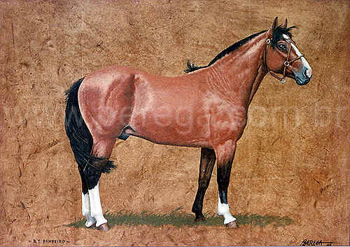 cavalo crioulo BT PAMPEIRO - 1983