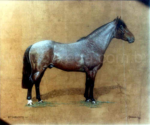 cavalo crioulo BT Sargento 