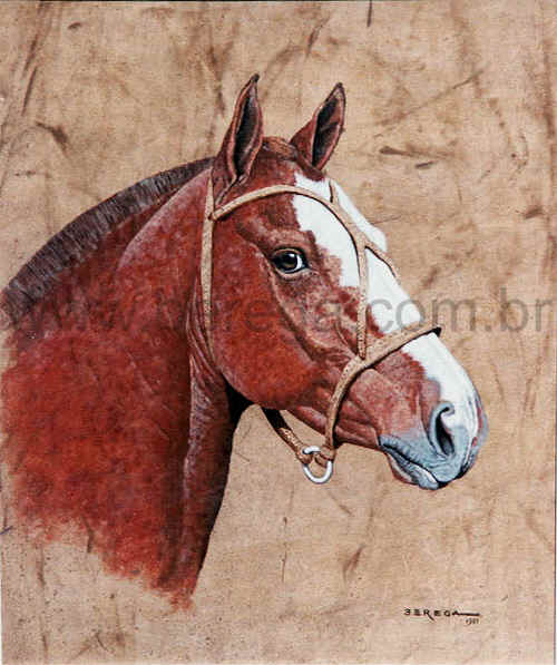 cavalo crioulo MORMA? - 1981