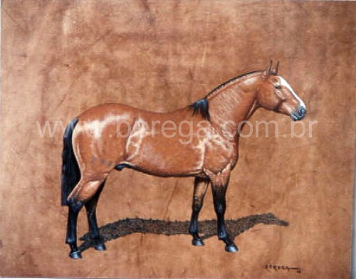 cavalo crioulo GUAMPA TARRUDO - Argentina - 1982