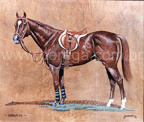 Retrato de Cavalo de Salto Garufito