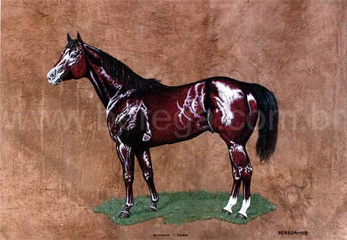 cavalo Quarto de Milha - 1978
