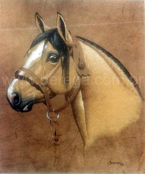 Fotografia do Cavalo Crioulo é exibida no Museu do Louvre - Cavalus